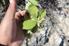 Nahuatlea magna