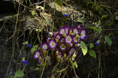 Image of Christisonia tubulosa by (c) Siddarth Machado, some rights reserved (CC BY)