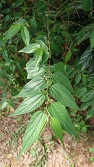 Trema cannabina