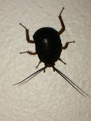 Blattoidae