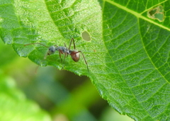 Polyrhachis bicolor