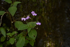 Impatiens viscosa