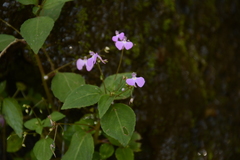 Impatiens viscosa