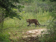 Panthera pardus kotiya