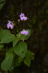 Impatiens viscosa