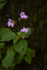 Impatiens viscosa