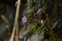 Impatiens viscosa