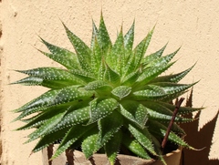 Aristaloe aristata