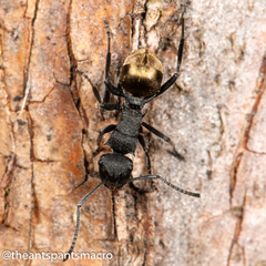 Polyrhachis erato