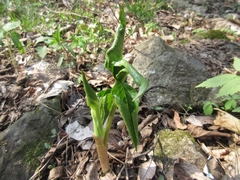 Arisaema amurense