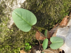 Trigonotis radicans sericea