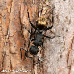 Polyrhachis erato