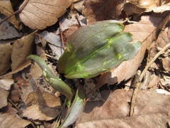 Lilium tsingtauense