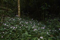 Impatiens maculata