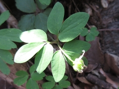 Anemonoides raddeana