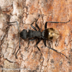 Polyrhachis erato