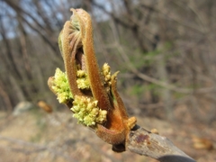 Toxicodendron trichocarpum