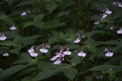 Impatiens maculata