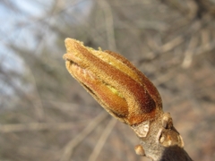 Toxicodendron trichocarpum