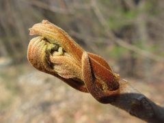 Toxicodendron trichocarpum