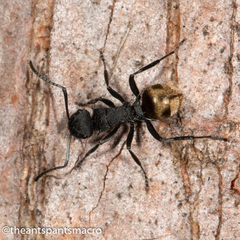 Polyrhachis erato