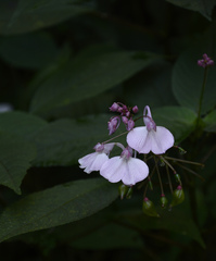 Impatiens maculata