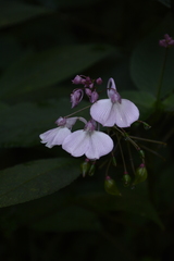 Impatiens maculata
