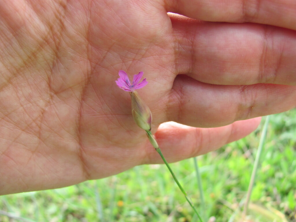 Petrorhagia nanteuilii; photograph (c) zebedeugalinha, some rights reserved (CC BY)
