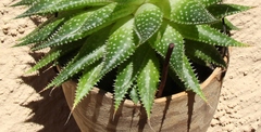 Aristaloe aristata