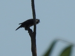 Microhierax fringillarius