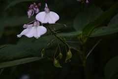 Impatiens maculata