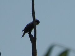 Microhierax fringillarius