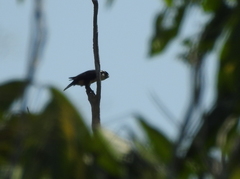 Microhierax fringillarius