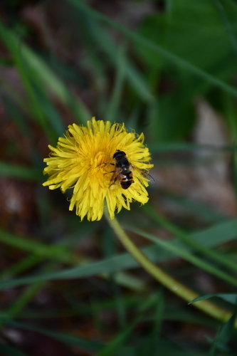 Common Drone Fly