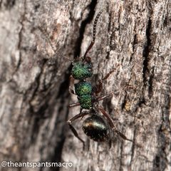 Polyrhachis hookeri
