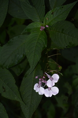 Impatiens maculata