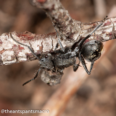 Polyrhachis vermiculosa