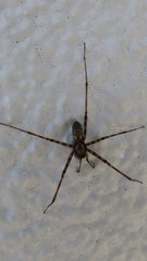 Nanocambridgea gracilipes