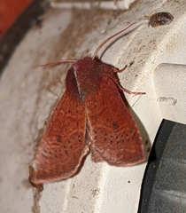Orthosia transparens