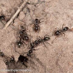 Iridomyrmex rufoniger