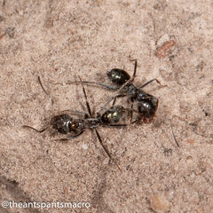 Iridomyrmex rufoniger