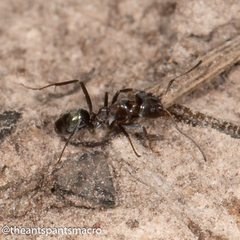 Iridomyrmex rufoniger