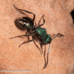 Polyrhachis hookeri