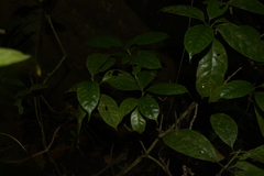 Tabernaemontana gamblei