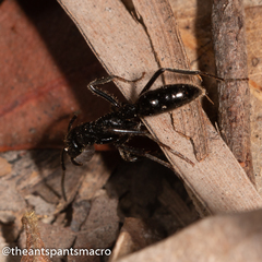 Leptogenys sjostedti