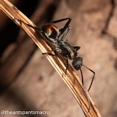 Polyrhachis brisbanensis