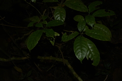 Tabernaemontana gamblei