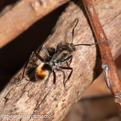 Polyrhachis brisbanensis