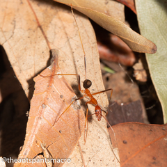 Leptomyrmex rufipes