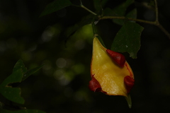 Tabernaemontana gamblei